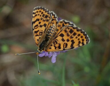 Nymphalidae-Nymphalinae-Melitaeini-Melitaea didyma, Gagnières, 000776A - Copie