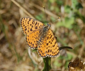 Nymphalidae-Nymphalinae-Melitaeini-Melitaea didyma, Gagnières, 000838A - Copie
