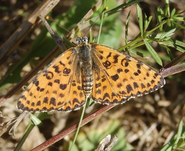 Nymphalidae-Nymphalinae-Melitaeini-Melitaea didyma, Gagnières, 000845A - Copie
