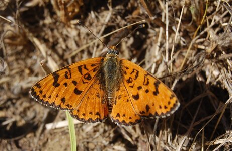 Nymphalidae-Nymphalinae-Melitaeini-Melitaea didyma, Gagnières, 000853a