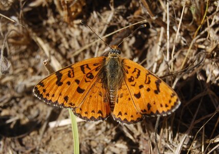 Nymphalidae-Nymphalinae-Melitaeini-Melitaea didyma, Gagnières, 000853aa