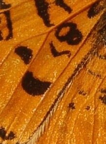 Nymphalidae-Nymphalinae-Melitaeini-Melitaea didyma, Gagnières, 000853aaa