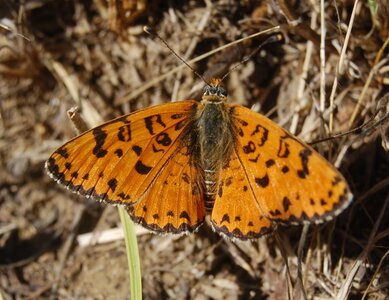 Nymphalidae-Nymphalinae-Melitaeini-Melitaea didyma, Gagnières, 000854