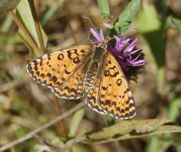 Nymphalidae-Nymphalinae-Melitaeini-Melitaea didyma, Gagnières, 000859a