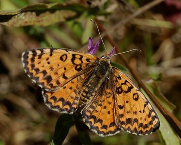 Nymphalidae-Nymphalinae-Melitaeini-Melitaea didyma, Gagnières, 000865aa