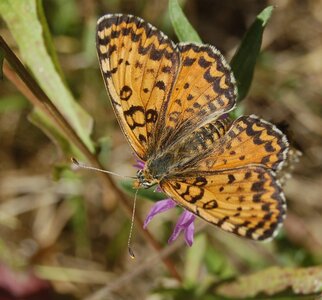 Nymphalidae-Nymphalinae-Melitaeini-Melitaea didyma, Gagnières, 000866