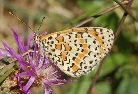 Nymphalidae-Nymphalinae-Melitaeini-Melitaea didyma, Gagnières, 000878a