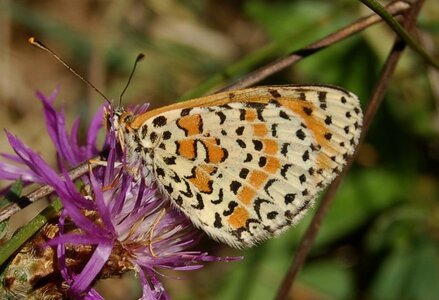 Nymphalidae-Nymphalinae-Melitaeini-Melitaea didyma, Gagnières, 000878aa