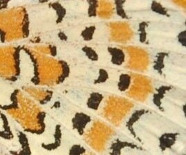 Nymphalidae-Nymphalinae-Melitaeini-Melitaea didyma, Gagnières, 000878aaa