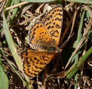 Nymphalidae-Nymphalinae-Melitaeini-Melitaea didyma, Gagnières, 000890a