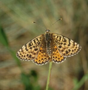 Nymphalidae-Nymphalinae-Melitaeini-Melitaea didyma, Gagnières, A000359