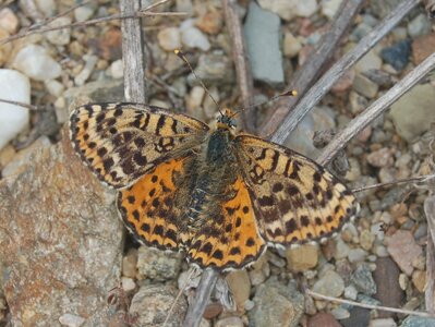 Nymphalidae-Nymphalinae-Melitaeini-Melitaea didyma, Gagnières, ADSC_0697