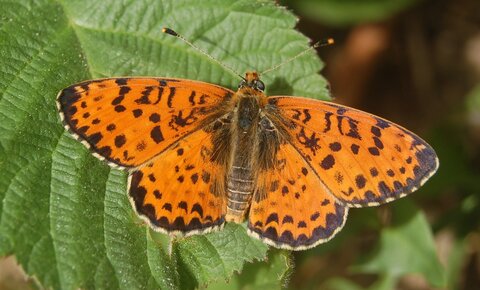 Nymphalidae-Nymphalinae-Melitaeini-Melitaea didyma, Gagnières, ADSC_0757