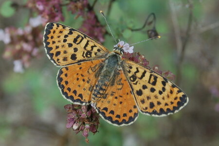 Nymphalidae-Nymphalinae-Melitaeini-Melitaea didyma, Gagnières, B000304