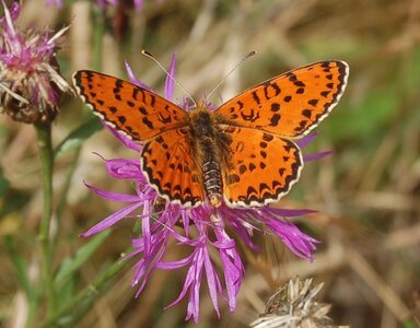 Nymphalidae-Nymphalinae-Melitaeini-Melitaea didyma, Gagnières, BDSC_0673