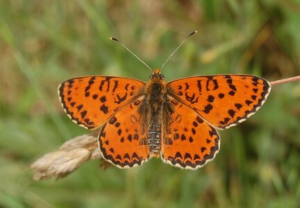 Nymphalidae-Nymphalinae-Melitaeini-Melitaea didyma, Gagnières, BDSC_0678