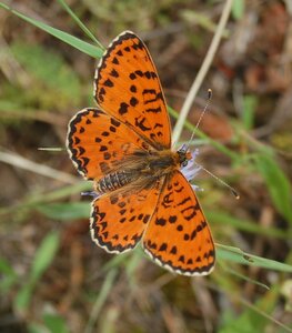 Nymphalidae-Nymphalinae-Melitaeini-Melitaea didyma, Gagnières, BDSC_0687