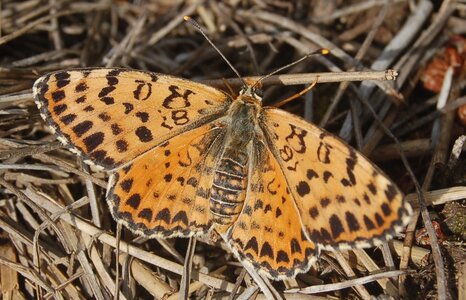 Nymphalidae-Nymphalinae-Melitaeini-Melitaea didyma, Gagnières, BDSC_0732