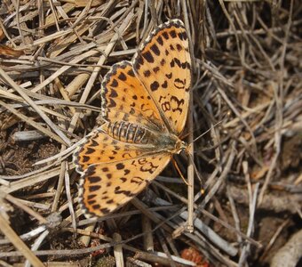 Nymphalidae-Nymphalinae-Melitaeini-Melitaea didyma, Gagnières, BDSC_0740