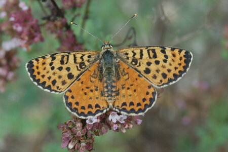 Nymphalidae-Nymphalinae-Melitaeini-Melitaea didyma, Gagnières, Copie de B000306
