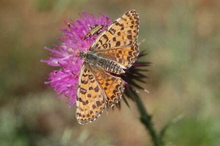 Nymphalidae-Nymphalinae-Melitaeini-Melitaea didyma, Gagnières, Copie de DSC_0011