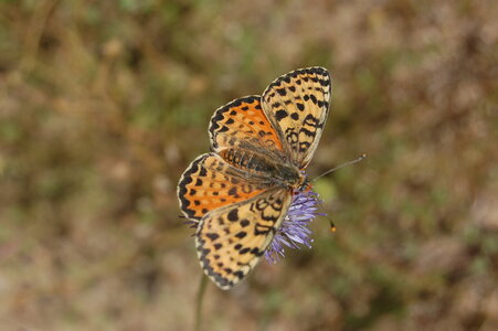 Nymphalidae-Nymphalinae-Melitaeini-Melitaea didyma, Gagnières, Copie de DSC_0989