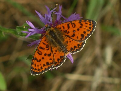Nymphalidae-Nymphalinae-Melitaeini-Melitaea didyma, Gagnières, Copie de IMG_3733
