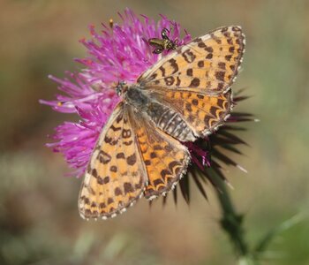 Nymphalidae-Nymphalinae-Melitaeini-Melitaea didyma, Gagnières, DSC_0010a