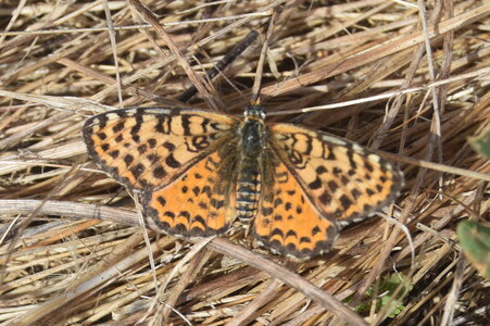 Nymphalidae-Nymphalinae-Melitaeini-Melitaea didyma, Gagnières, DSC_0058