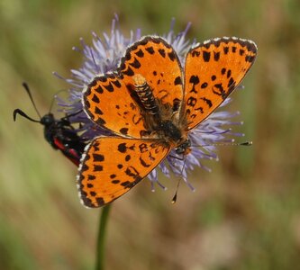 Nymphalidae-Nymphalinae-Melitaeini-Melitaea didyma, Gagnières, DSC_0067a - Copie