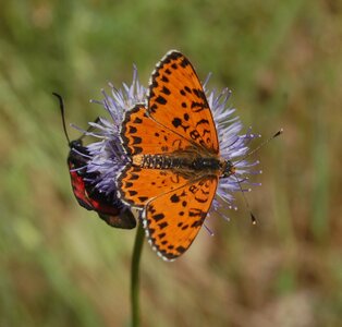 Nymphalidae-Nymphalinae-Melitaeini-Melitaea didyma, Gagnières, DSC_0070a - Copie