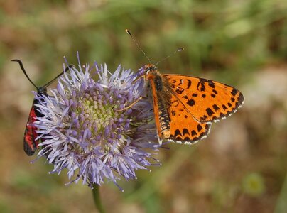 Nymphalidae-Nymphalinae-Melitaeini-Melitaea didyma, Gagnières, DSC_0072a - Copie