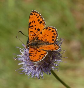 Nymphalidae-Nymphalinae-Melitaeini-Melitaea didyma, Gagnières, DSC_0074a - Copie