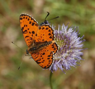 Nymphalidae-Nymphalinae-Melitaeini-Melitaea didyma, Gagnières, DSC_0077a - Copie