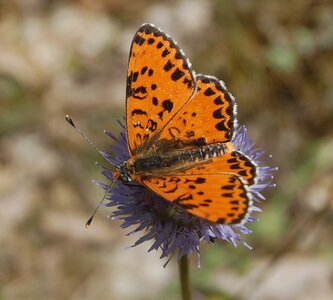 Nymphalidae-Nymphalinae-Melitaeini-Melitaea didyma, Gagnières, DSC_0079a - Copie