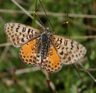 Nymphalidae-Nymphalinae-Melitaeini-Melitaea didyma, Gagnières, DSC_0085a - Copie