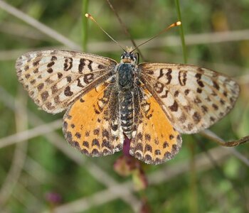 Nymphalidae-Nymphalinae-Melitaeini-Melitaea didyma, Gagnières, DSC_0092a - Copie