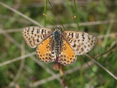 Nymphalidae-Nymphalinae-Melitaeini-Melitaea didyma, Gagnières, DSC_0094a - Copie