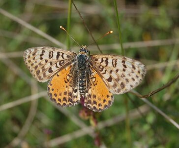 Nymphalidae-Nymphalinae-Melitaeini-Melitaea didyma, Gagnières, DSC_0098a - Copie