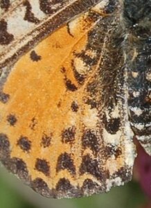 Nymphalidae-Nymphalinae-Melitaeini-Melitaea didyma, Gagnières, DSC_0098aa - Copie