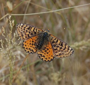 Nymphalidae-Nymphalinae-Melitaeini-Melitaea didyma, Gagnières, DSC_0242a