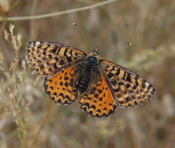 Nymphalidae-Nymphalinae-Melitaeini-Melitaea didyma, Gagnières, DSC_0253a