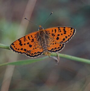 Nymphalidae-Nymphalinae-Melitaeini-Melitaea didyma, Gagnières, DSC_0276