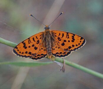 Nymphalidae-Nymphalinae-Melitaeini-Melitaea didyma, Gagnières, DSC_0280