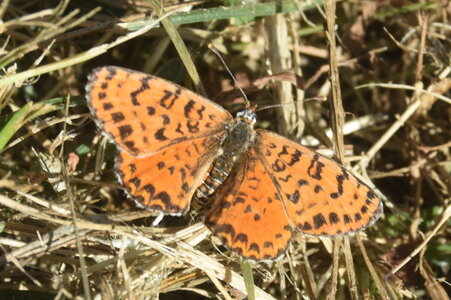 Nymphalidae-Nymphalinae-Melitaeini-Melitaea didyma, Gagnières, DSC_0294