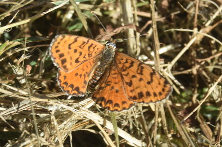 Nymphalidae-Nymphalinae-Melitaeini-Melitaea didyma, Gagnières, DSC_0295  2 