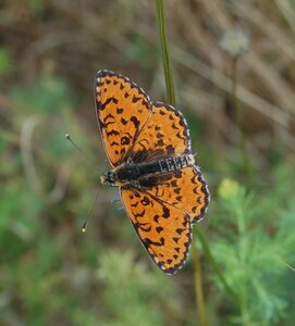 Nymphalidae-Nymphalinae-Melitaeini-Melitaea didyma, Gagnières, DSC_0295
