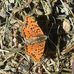 Nymphalidae-Nymphalinae-Melitaeini-Melitaea didyma, Gagnières, DSC_0296