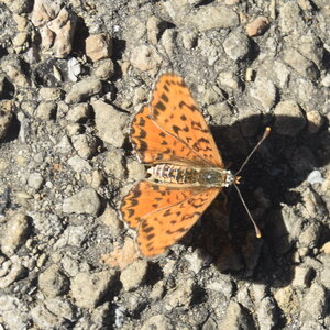Nymphalidae-Nymphalinae-Melitaeini-Melitaea didyma, Gagnières, DSC_0297