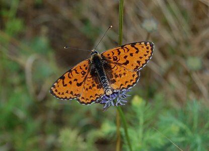Nymphalidae-Nymphalinae-Melitaeini-Melitaea didyma, Gagnières, DSC_0299